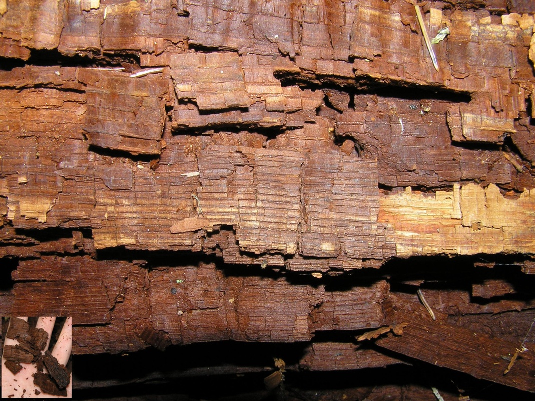 Wood Decay Fungi